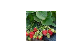 Model VPL65 - Strawberry Honeoye