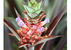 Ananas lucidas