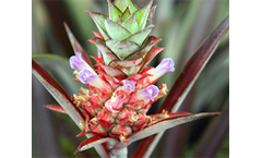 Ananas lucidas