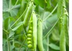 Certis Agree WG - Control Resistant and Non-Resistant Pests