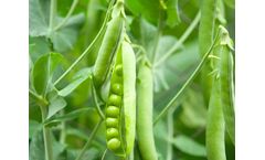 Certis Agree WG - Control Resistant and Non-Resistant Pests