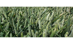 Richmond Feed Wheat