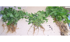 Soil Testing Services