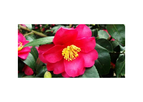 Camellias