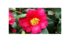 Camellias