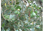 Autumn Fruiting Marvel