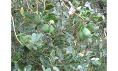 Autumn Fruiting Marvel