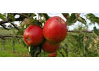 APPLE Cox's Orange Pippin