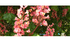 Aesculus carnea Briotti
