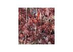 Acer Palmatum Burgandy Lace