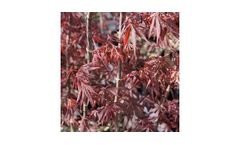 Acer Palmatum Burgandy Lace