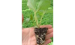 Clod Plants