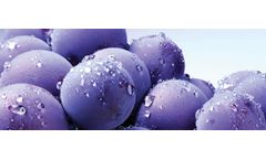 Blueberry Plants
