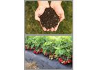 Strawberry Plant