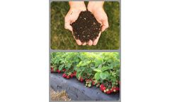 Strawberry Plant