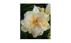Model ENCP3VSF65 - Enchanted Forest Plant