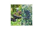 Aronia Berry Plants