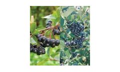 Aronia Berry Plants