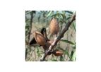 Almond Trees