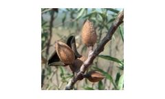 Almond Trees
