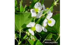 Arrowhead Hardy (Sagittaria Latifolia)