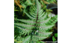 Athyrium Ghost