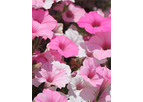 Annuals plant