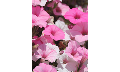Annuals plant