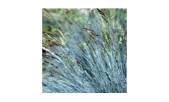 Grasses Plant