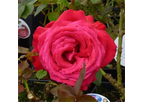 Rosa Alecs Red (HT) Potted