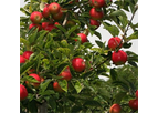 Apple Domestica 'Discovery' (10-15 Litre Pot)