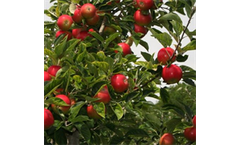 Apple Domestica 'Discovery' (10-15 Litre Pot)