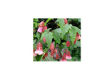 Abutilon Huntington Pink