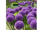 Allium Bulbs Globe Master