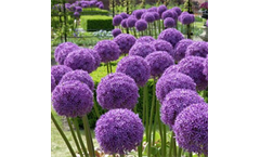 Allium Bulbs Globe Master