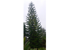 Araucaria Columnaris