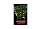 Ornamental Citrus Plants