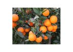 Commercial Citrus Plants