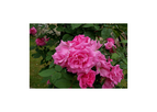 Drift Groundcover Roses
