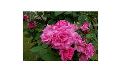 Drift Groundcover Roses