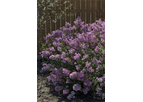 High-Quality Trees & Shrubs