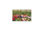 Danish Bedding Substrate