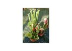 Model BC3001 - Sarracenia Hybrid Collection