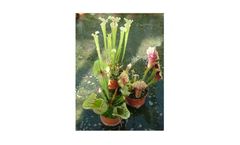 Model BC3001 - Sarracenia Hybrid Collection
