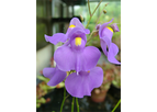 Model UB010 - Utricularia Longifolia Bladderworts