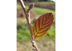 Alnus serrulata (Tag Alder)