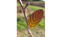 Alnus serrulata (Tag Alder)