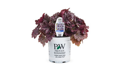 Heuchera Dolce - Blackberry Ice