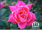 Knockout Rose - Double Pink