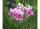 Desert Willow Bubba